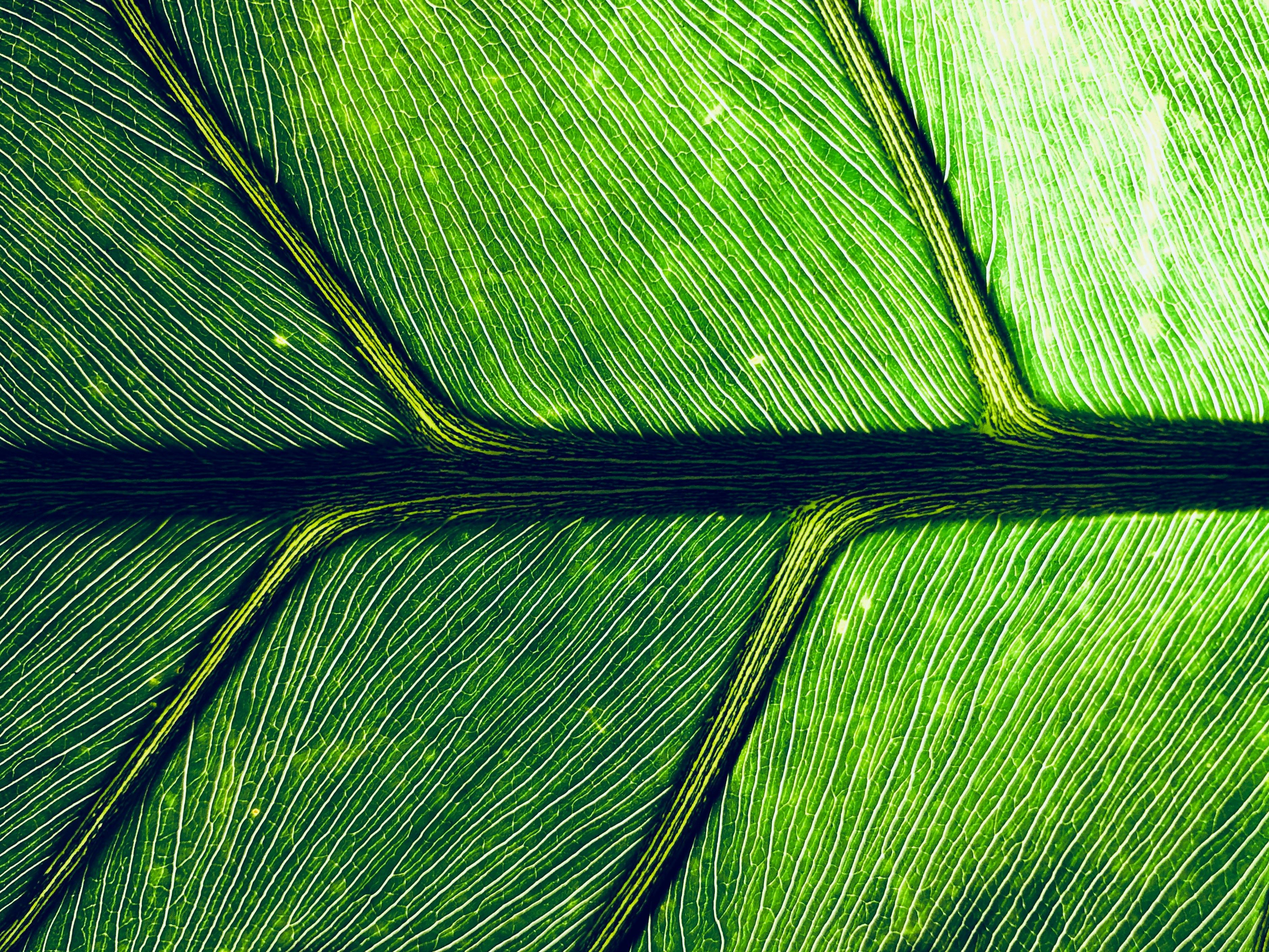 A image that shows a leaf close up